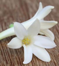Essential Oil - Tuberose 10% in Jojoba Organic (India) 5 ml